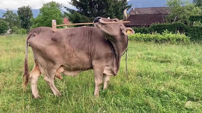 Koe Parturitie Helpen Touw Koe Dystocia Touw Koe Leveringshulp Boerderij Accessoires