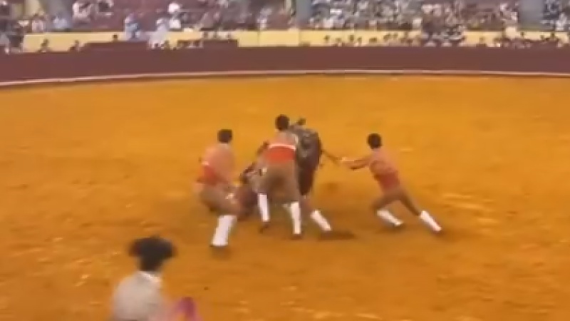 Met trots in de arena, maar nooit meer eruit: stierenvechter (22) sterft tijdens debuut | Nieuwsblad